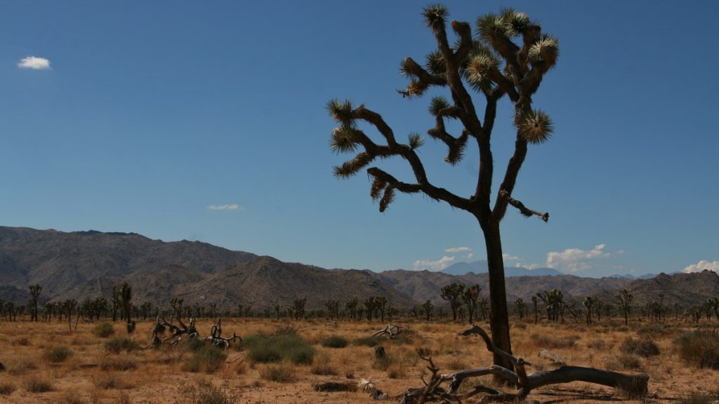 Joshua Tree national Park