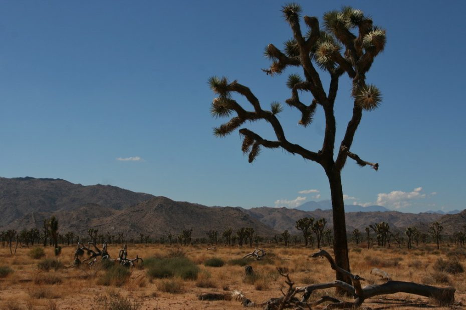 Joshua Tree national Park