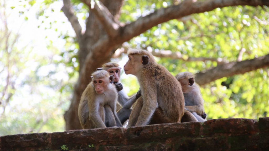 Pollonnaruwa