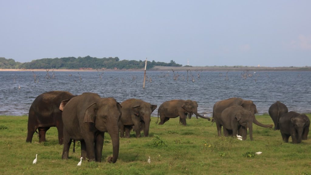 Elephants in Kaudulla National park