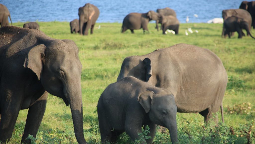 Elephants in Kaudulla National park