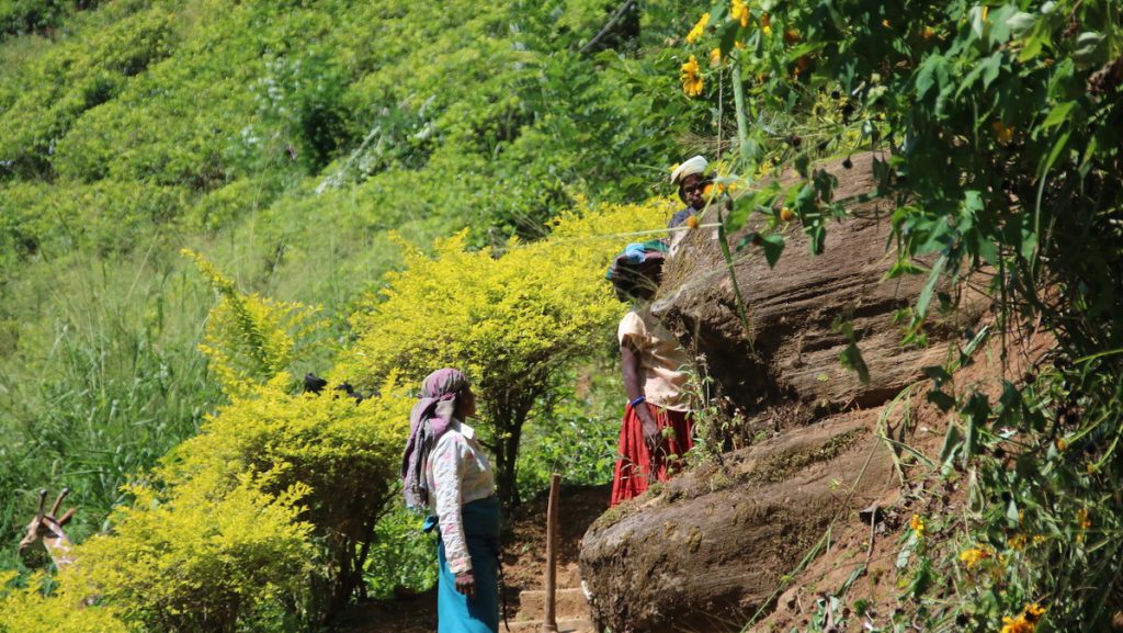 Tea plantation