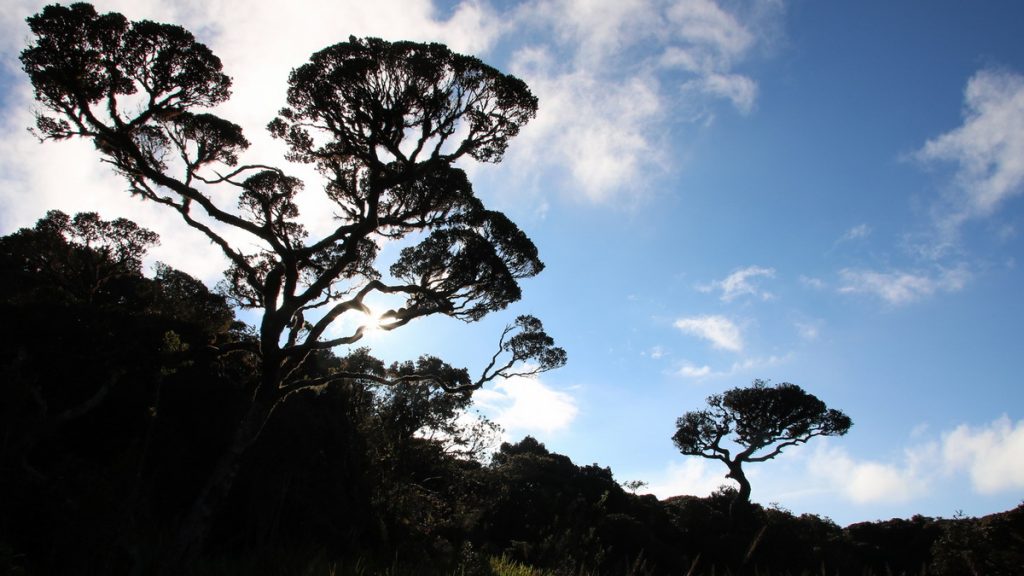 Horton plains national park