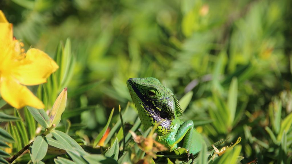 Horton plains national park