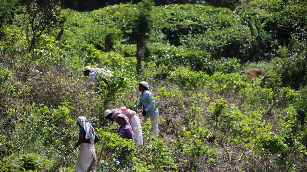 Tea plantation