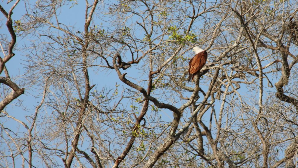 Safari in Yala national park