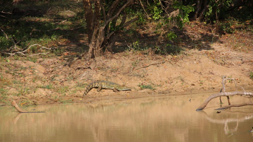 Safari in Yala national park