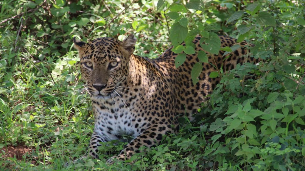 Safari in Yala national park