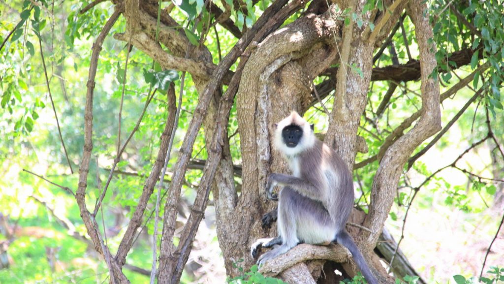 Safari in Yala national park