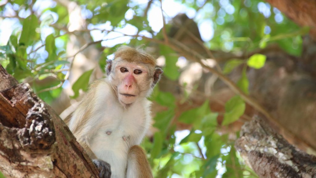 Safari in Yala national park