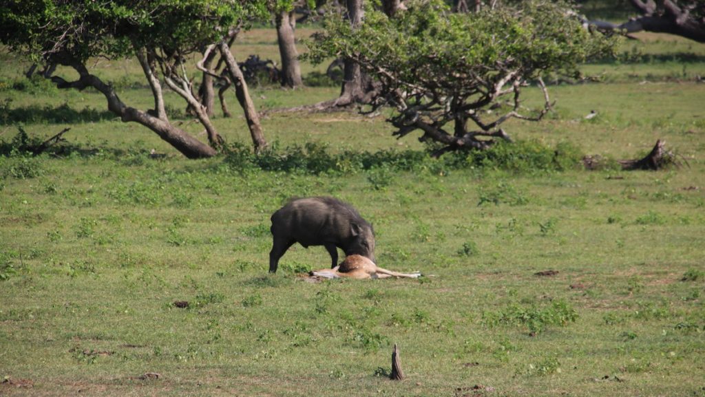 Safari in Yala national park