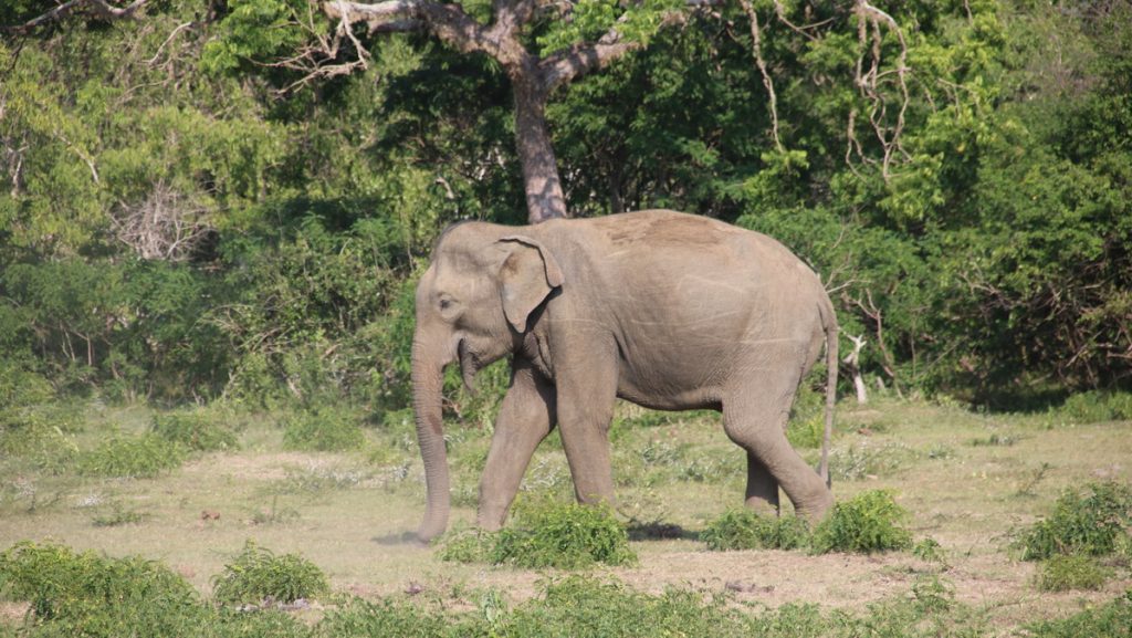 Safari in Yala national park