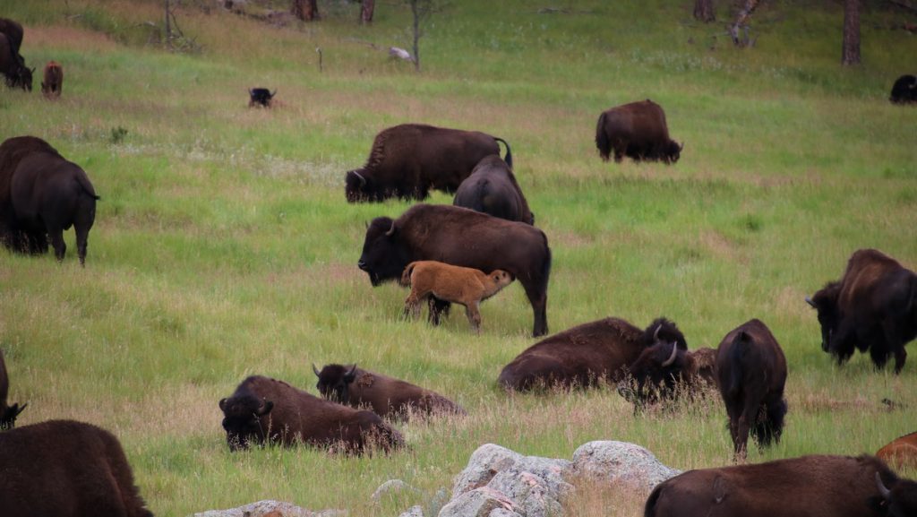 Bison in Custer State Park