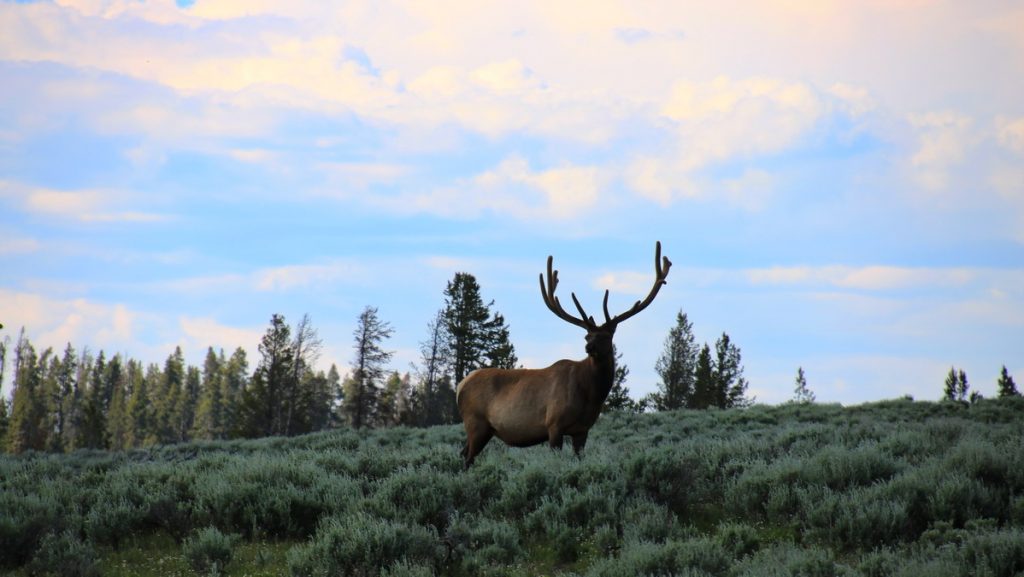 Yellowstone