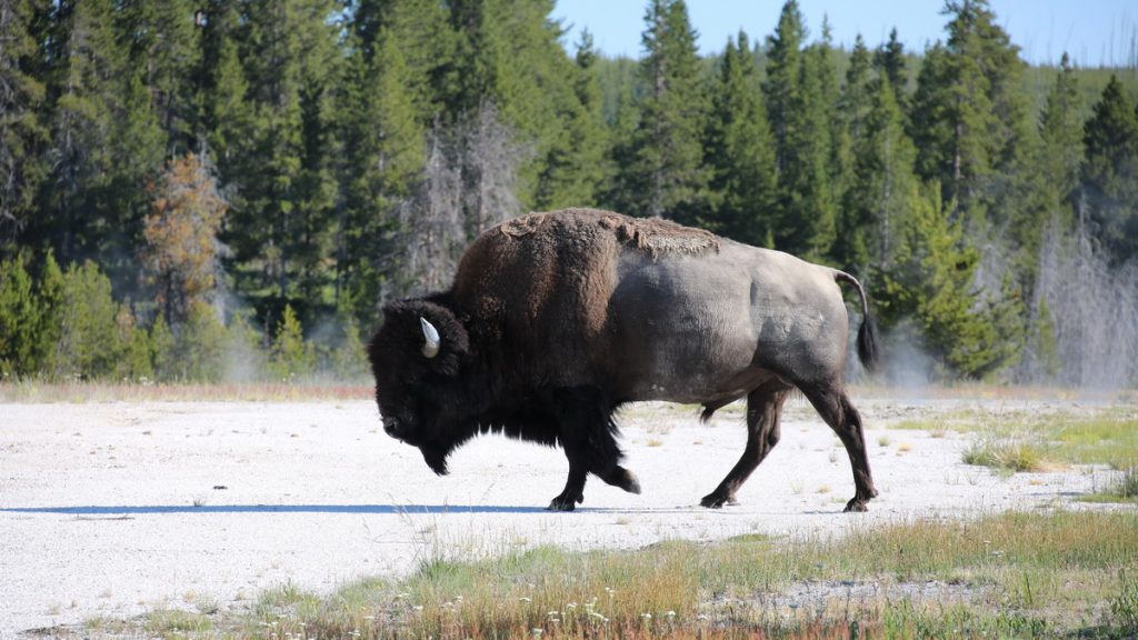 Yellowstone