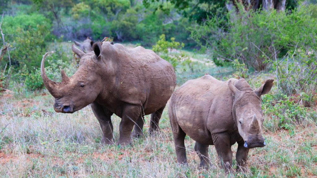 Rhinos in Kruger national park