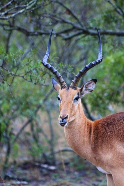 Kruger national Park