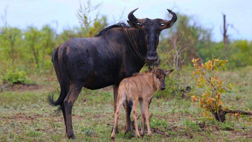 Kruger national Park