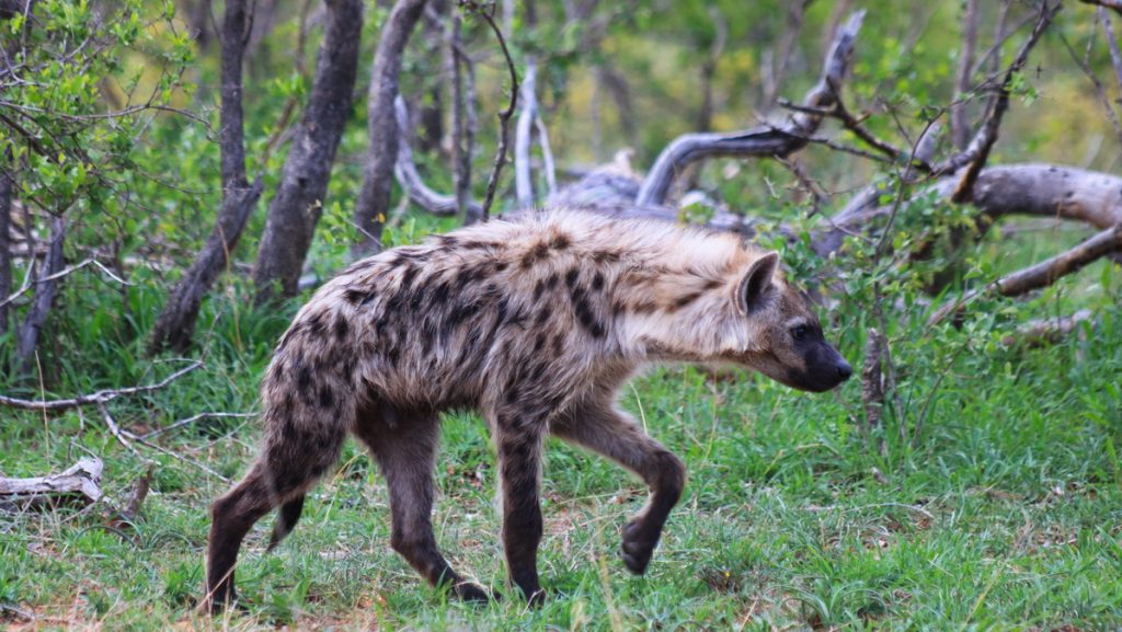 Hyena in Kruger national Park