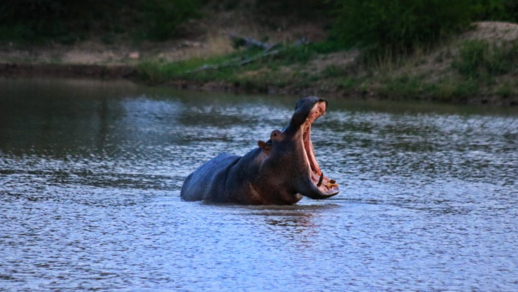 Kruger national Park