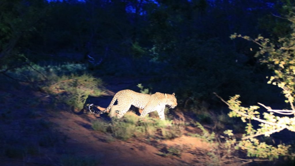 Kruger national Park