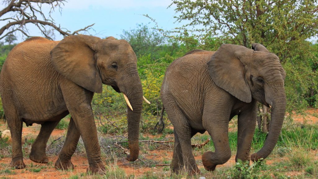 Kruger national Park