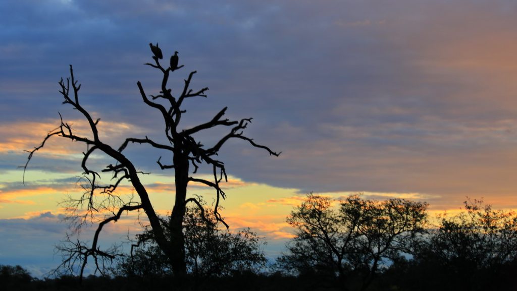 Kruger national Park