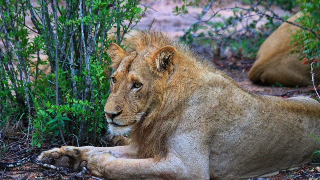 Kruger national Park