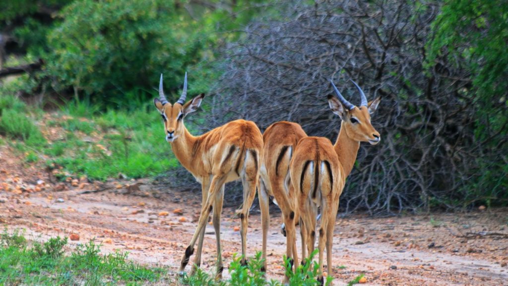 Mapungubwe national park