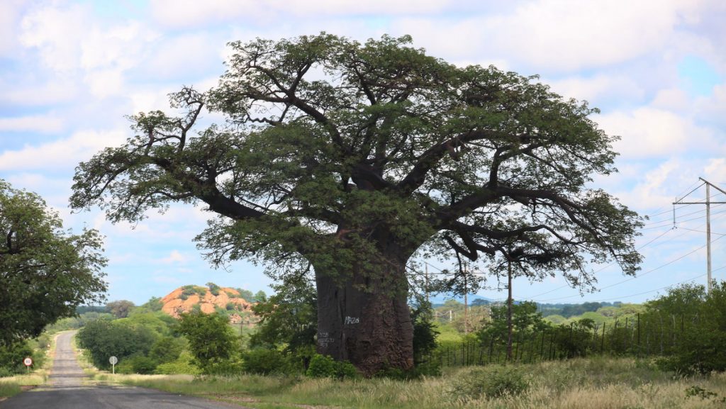 Baobab tree in the roadside north of Louis Trichardt - Renting a car in South Africa and Swaziland