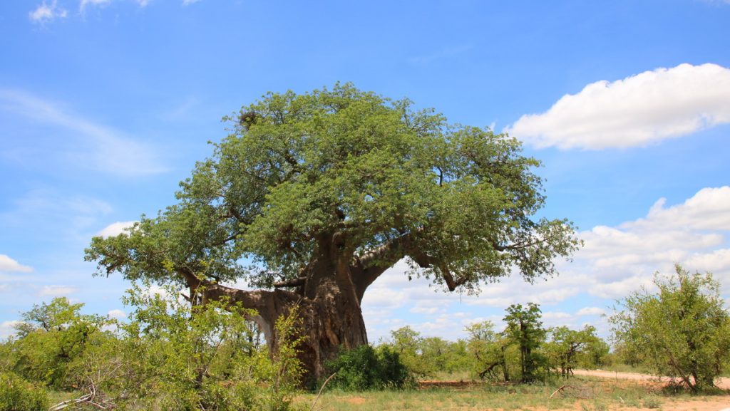 Mapungubwe national park