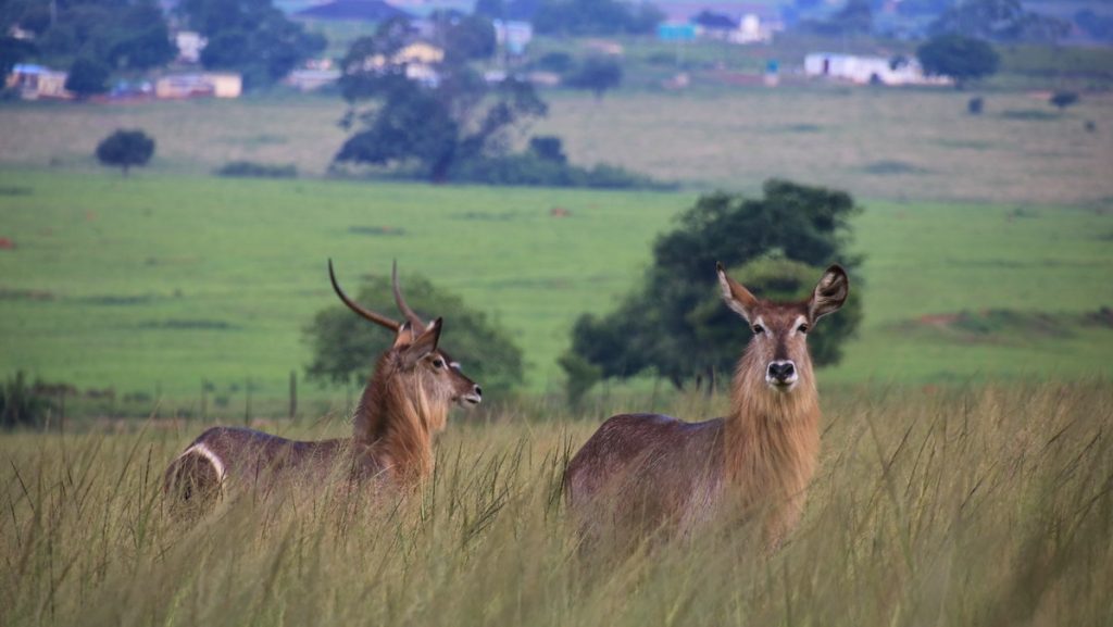 Mlilwane Wildlife Sanctuary