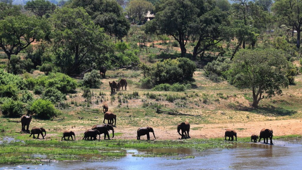 Elephants in Kruger national Park