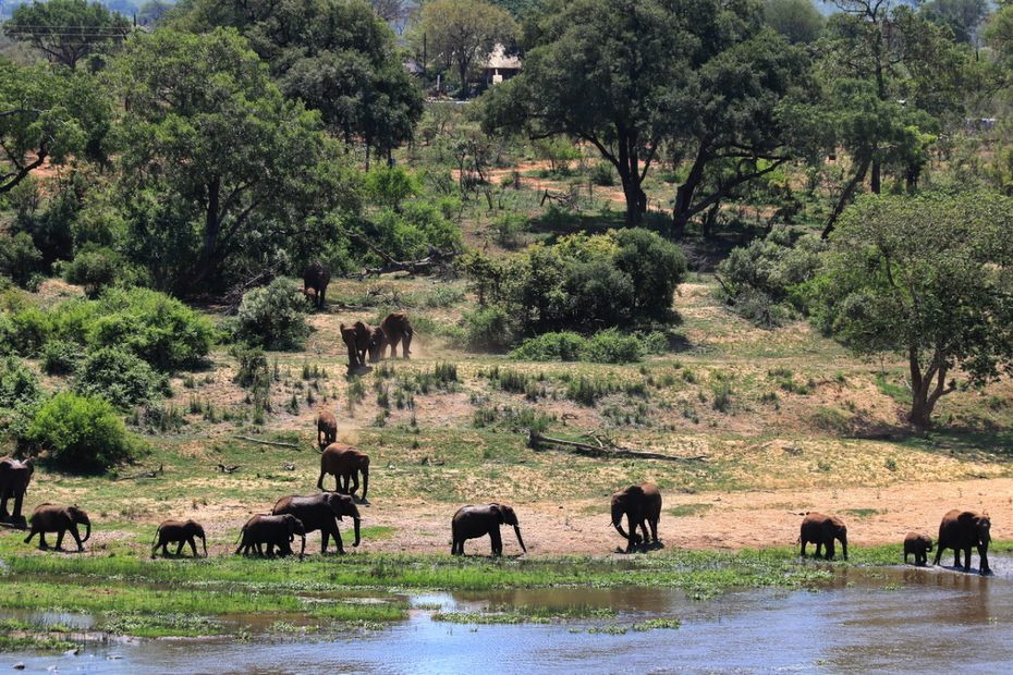 Elephants in Kruger national Park