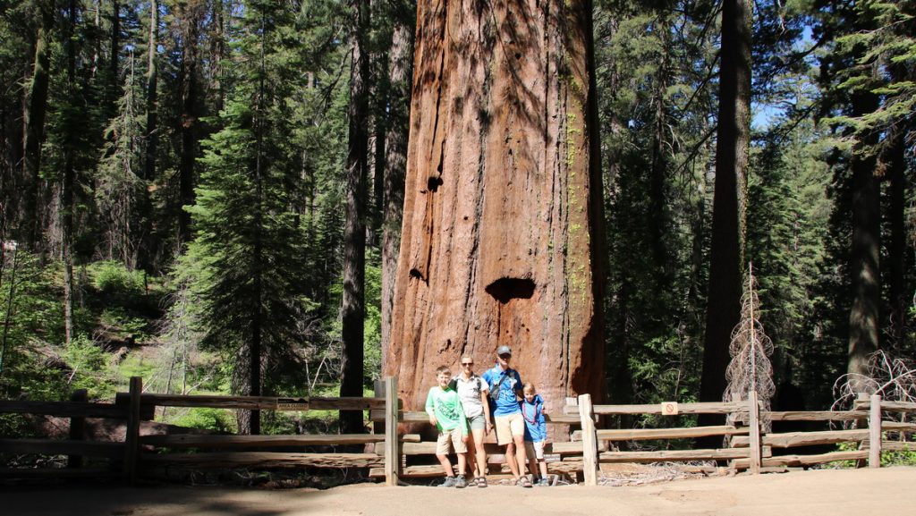 Sequoia in Yosemite