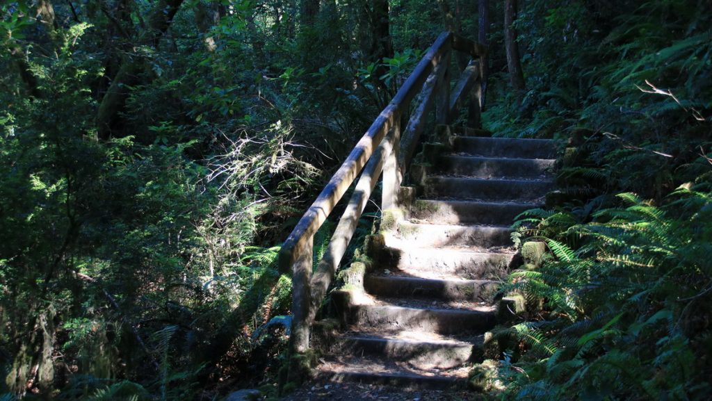 Ferns in the redwood coastal forests