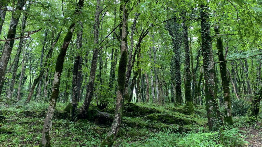 Colchic forest in Sataplia nature reserve