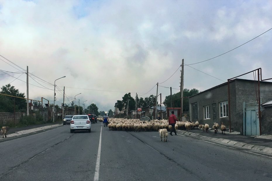 Sheep on the road in Georgia