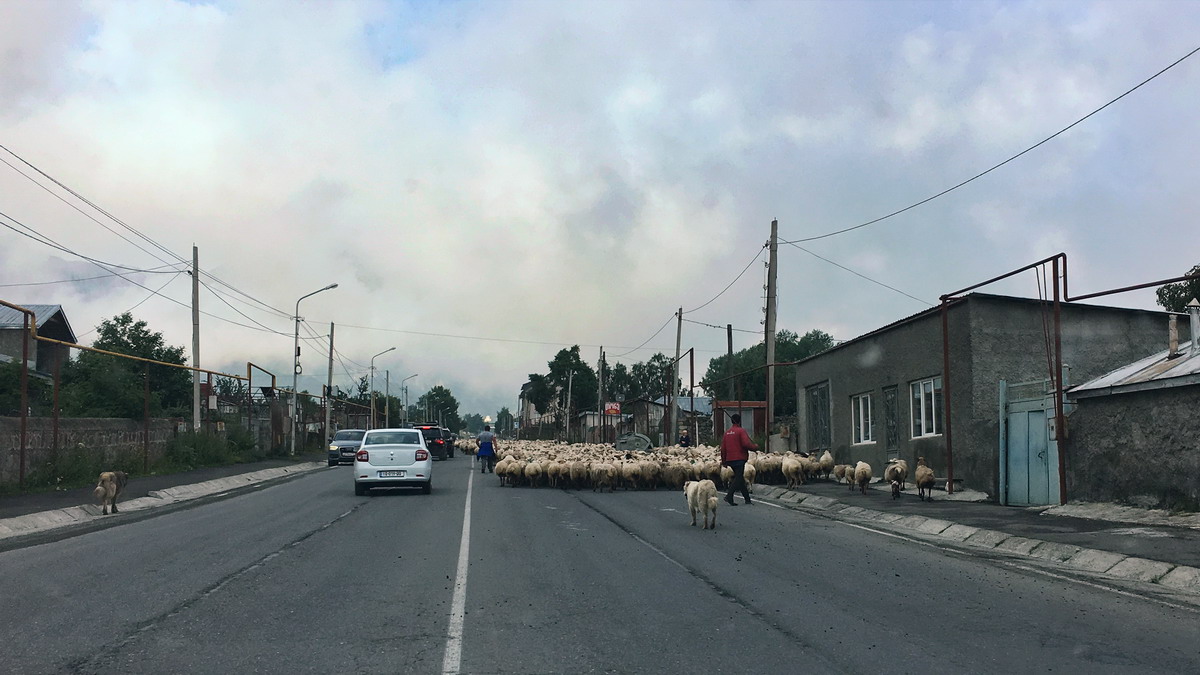 Sheep on the road in Georgia