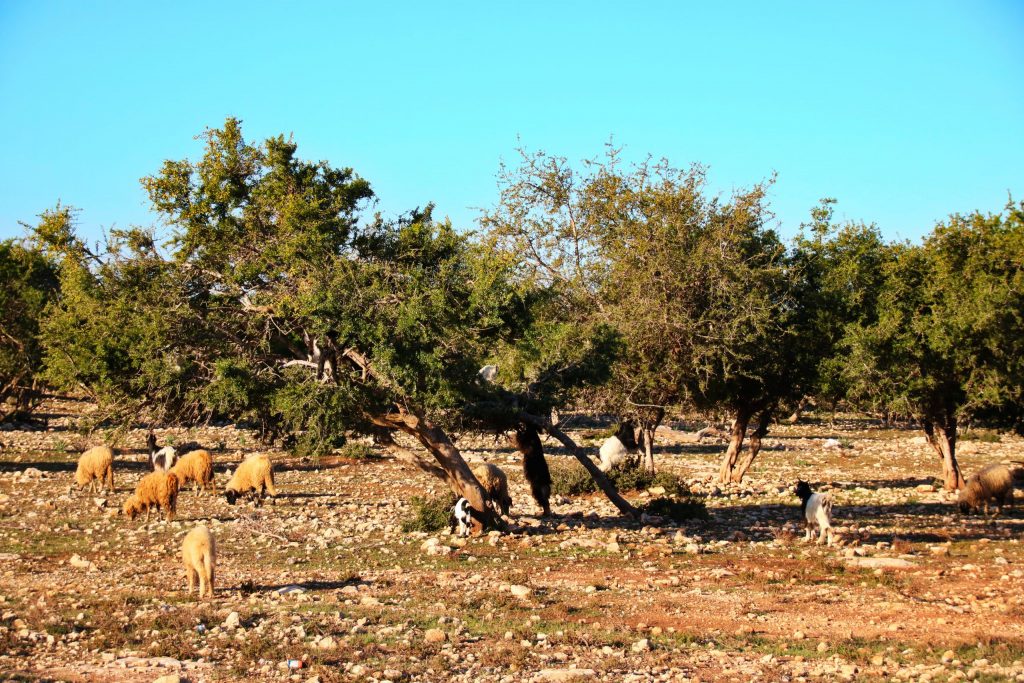 Goats climbing argan tree