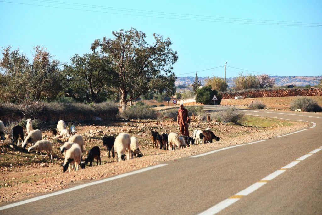 Shephard with goats, one-week Southern Morocco road trip