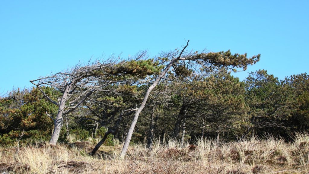 Trees leaning east