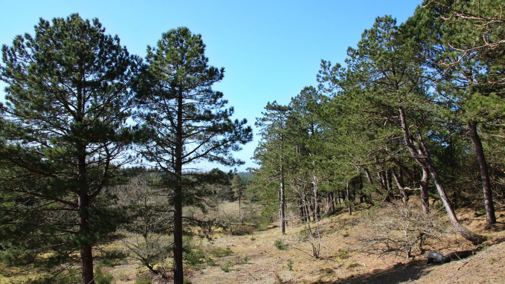 Trail in Tvorup klitplantage