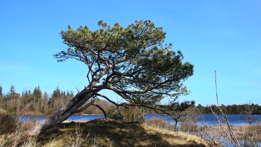 Tree at Per Madsens kær