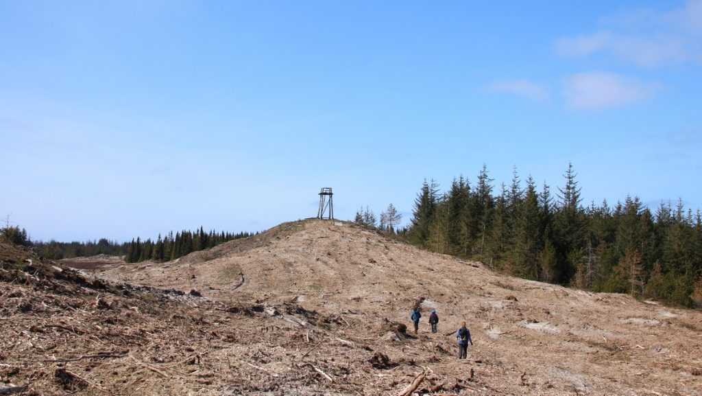 Deforested area near Per Madsens Kær