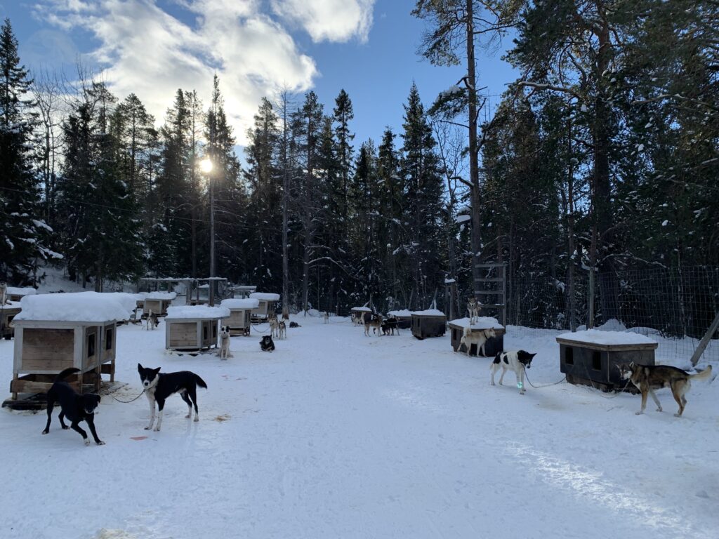 Beitostølen dog-sledding