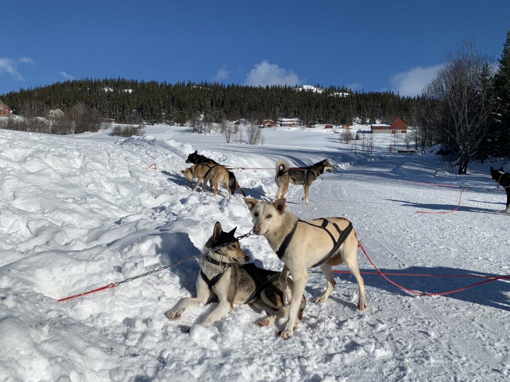 Beitostølen dog-sledding