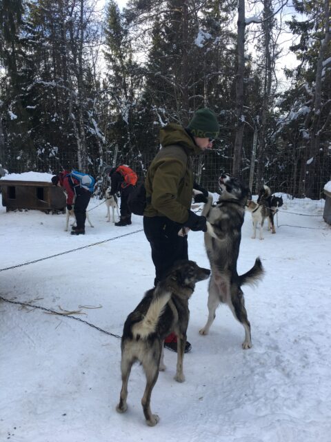 Beitostølen dog-sledding