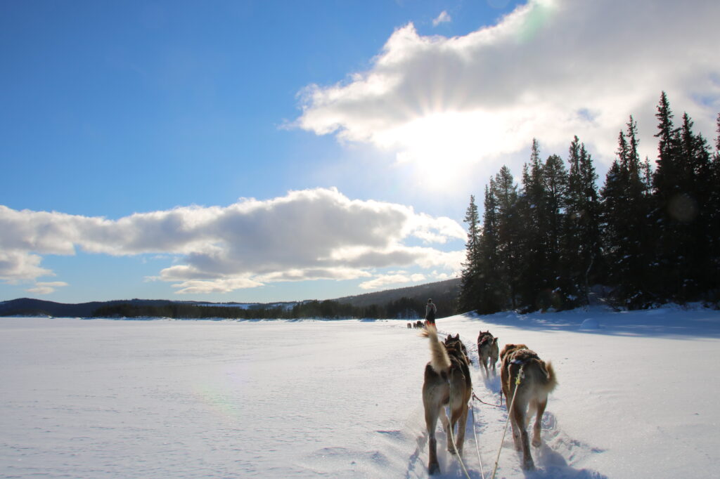 Beitostølen dog-sledding