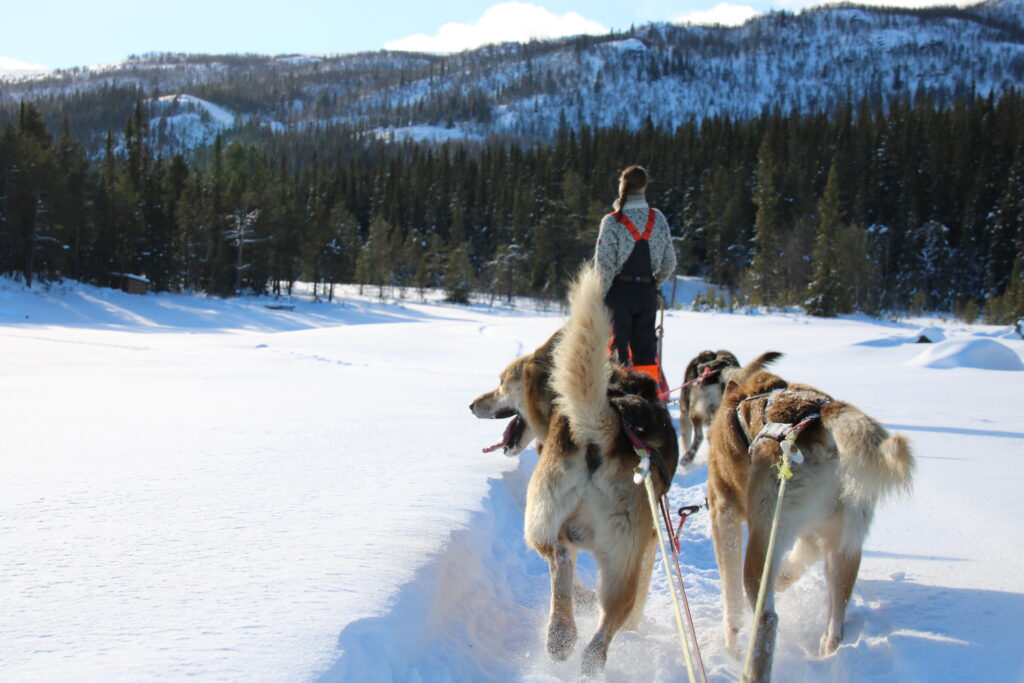 Beitostølen dog-sledding